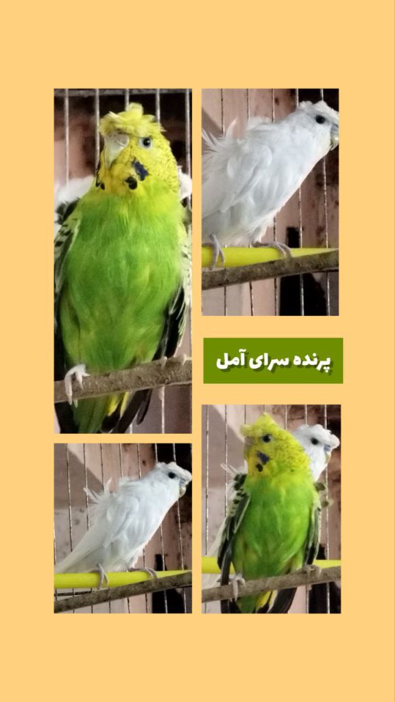 مرغ عشق پروانه ای - پرنده سرای آمل