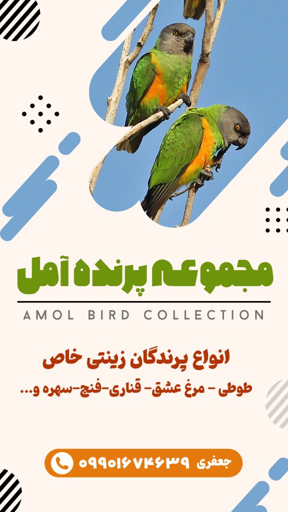 پرنده فروشی
