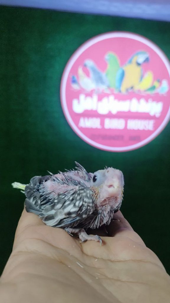 پرنده فروشی