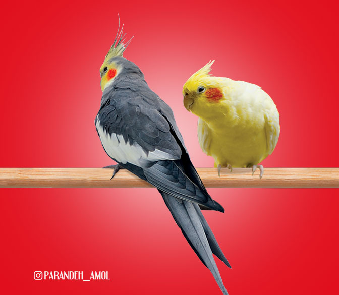 پرنده فروشی